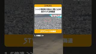 シャチ数頭が流氷に閉じ込め　岸からも姿確認　北海道自然 #shorts