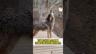 大叔野外救援郊狼，没想到放生后它却再次归来，竟把狼养成了狗！ #animals #wolf #神奇动物#rescue