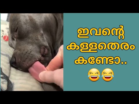 പട്ടി വളർത്തൽ..😂 #malayalam #youtube_shorts #shorts #malayalam_shorts