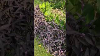 #landscape#plants#plantdecor#shorts