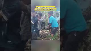 Seorang warga emas telah ditelan ular sawa dikebunnya #ularsawa #butonselatan #indonesia #viral