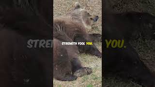 Kodiak Bears: Nature's Gentle Giants 🐻✨ #kodiakbear #shorts #ytshorts