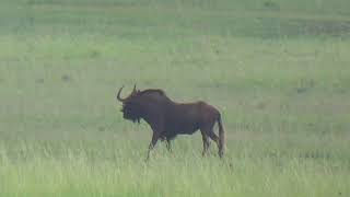 Black Wildebeest Hunting in South Africa With A .375 Ruger