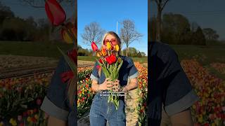 Les champs de fleurs à couper en Belgique - la saison des tulipes 🌷☀️