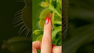 i love carnivorous plants🥰 P3438
