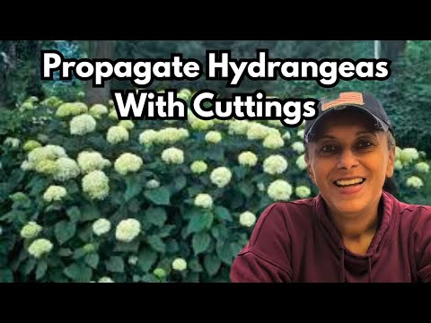 Propagate Hydrangeas From Cuttings | Winter Hardwood Cuttings || Budget Gardening