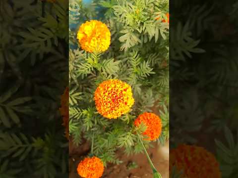 Marigold plant 😲secret tips 😱#garden