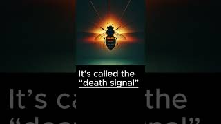 Bees Send Signals When They Die?! 🐝📡 | #Shorts #BeeFacts #DidYouKnow #AnimalFacts #TinyTruths
