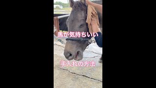 馬の上手な手入れ方法・顔拭き編【乗馬・馬術】How to care for horses and wipe face【HorseCommunicationJapan】