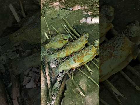 Catching and cooking some trout and bluegill over a campfire 🏕