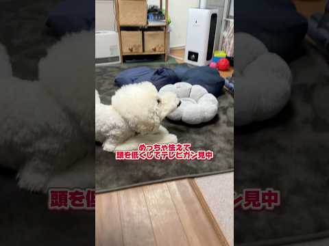 テレビの犬に怯える犬#TBS#神映像#犬のいる暮らし