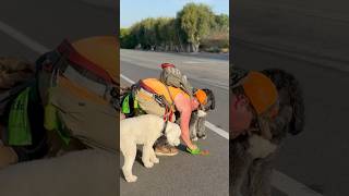 DOGEX: FAQ-How does he doo it? #poop #dogpoop #faq #dogwalker #dogreaction #dogobedience #offleash