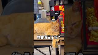 別煩別煩，我就愛一直拍你，怎了嗎🤣🤣🤣 #橘貓 #貓咪 #貓咪的迷惑行為 #大鴻汽車 #認證車