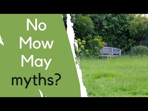 No Mow May - the pros and cons...based on real life experience + research!