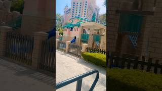 Magic Dubai Atlantis Vibes 🌴 with Bessan Ismail #bessanismail #bessan_ismail