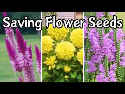 Saving Dahlia Celosia Obedient Plant Flower Seeds