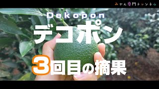 【8月下旬】デコポン3回目の摘果。