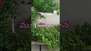 #nature #rain #telugu #song #love #varshamam #trendingsong #rainbow