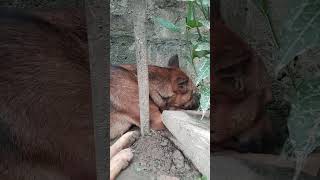 Rambo शर्मागया  / #rambo #lofishorts #popularshorts #like #subscribe #ytshorts #virailshorts