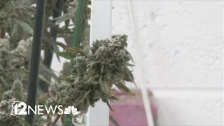 'Sophisticated' illegal marijuana grow operation busted in Phoenix: 'We have invoices and everything