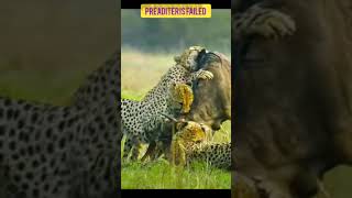 you tube short # wild beasts # leaperd # hyena # wild animals # wild life # wild nature#jungel