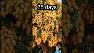How to graft mango tree। #grafting #fruit #fruiting #gardening #mango #autoplant #short