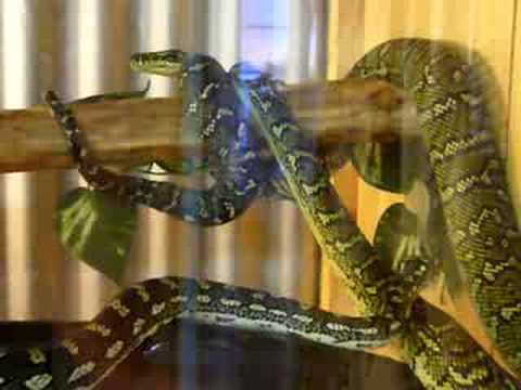 Morelia Spilota - Port Mac Carpet Python Pair