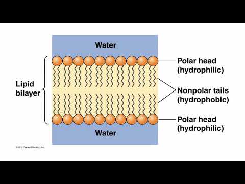 Alpha Helices Across Lipid Bilayer (BIOS 041)
