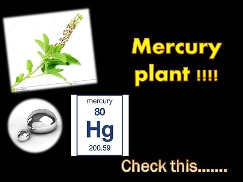 Mercury plant