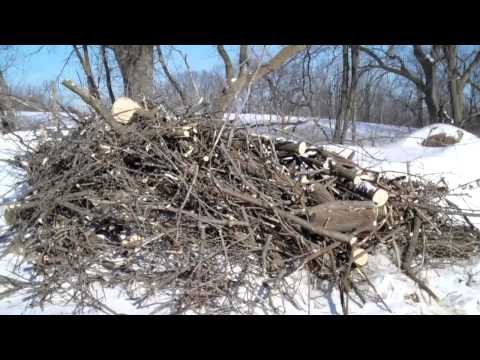 Firewood