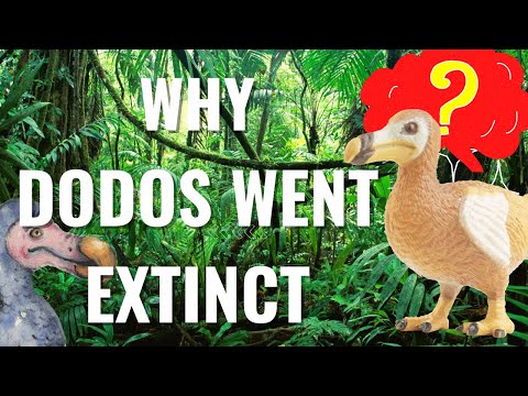 The real reason why the dodo bird went extinct | And why they weren't foolish