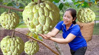 Harvesting custard apple to Sell at the Market | Daily Life of a Single Mother