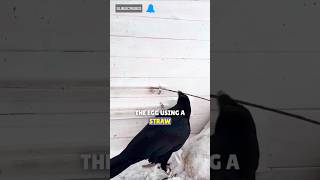 Clever Crow’s Tactics: A Battle Over the Egg 🥚🦅 #CleverCrow #NatureStory #AnimalBehavior