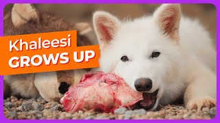 The First Female Dire Wolf Grows into the Ranking Phase (3 Months Old)