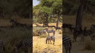 #discovertanzania #tanzania