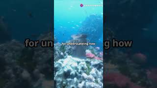 Dark Oxygen: Deep Ocean Discovery! #oceanlife #discovery #oceanlife