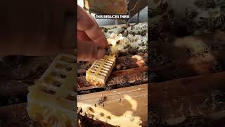 How Beekeepers Trick the Hive into Accepting a New Queen (watch till the end) #shorts