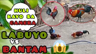 BANTAM vs LABUYO"NAPALABAN SI AMBOT🐓💪💪+GUMAWA tayo ng kulungan ng mga alaga natin. #labuyo #bantam