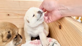 【柴犬 子犬】かきかきされて誤作動したり遠吠えを披露する生後21日目の子犬