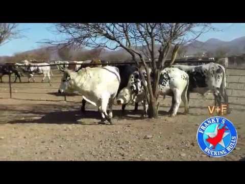 Frankys Bucking Bulls Cuauhtemoc Chihuahua
