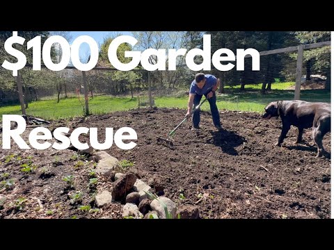 Garden Rehab for Under $100 / Cheap Raised Garden Bed