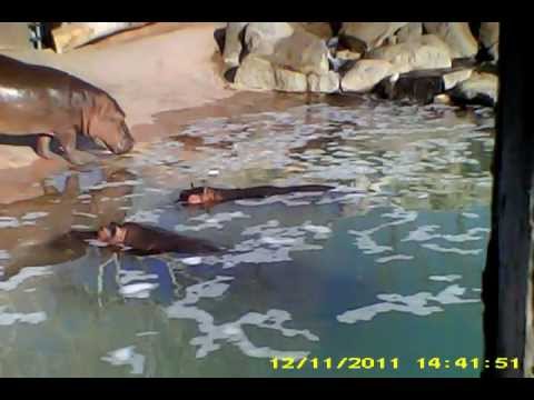 Hippo's!