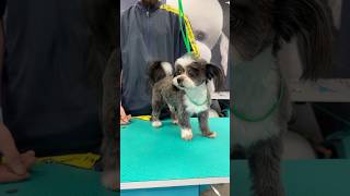 #petgrooming #pets #petsvlog #petsofinstagram #petsbeingsilly #grooming #groomingroutine