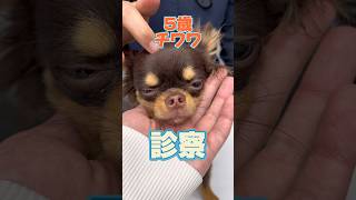 A 5-year-old Chihuahua came into the veterinary clinic unsteadily and with his right front leg ra...