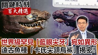 世界級罕見「藍眼尖牙」宛如異形 遠古魚種「卡氏尖頷烏鯊」揭密！【關鍵時刻百大精選】- 劉寶傑 傅鶴齡