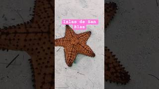 #wanderlust #travel #youtube #beach #ytshorts #viajar #famillytrip #panama #islasdesanblas #sanblas
