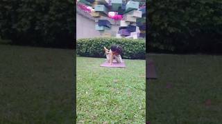 Twist and knees mobility yoga #yoga #yogainspiration #yogaindonesia #yogashorts #shortfeeds #yogafit