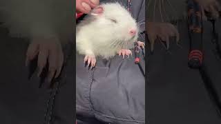 Furry Friends: Adorable Nutrias Prove That Love Knows No Bounds😍😘🥰#shorts