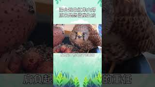 陽台飛來紅隼夫婦 原來是想借屋生孩#寵物 #動物 #可愛