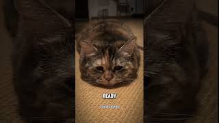 Ever wondered what your cat's gestures mean? 🐱💬